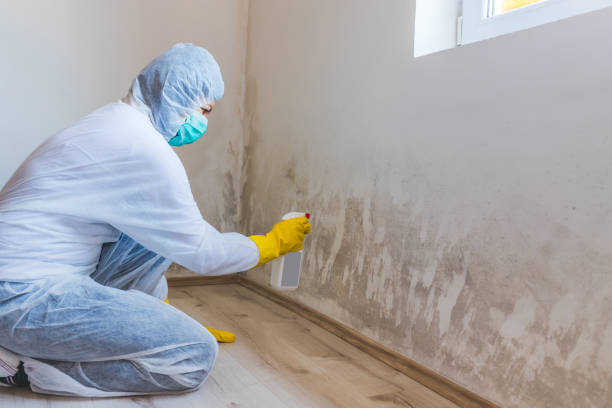 Licensed Basement Mold Remediation service in Jackson, GA - WQB Mold Removal