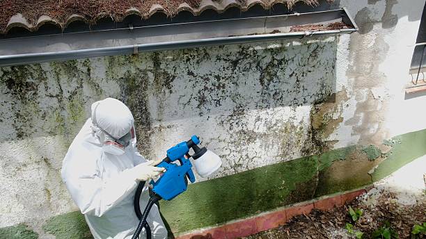 Top rated local Basement Mold Remediation specialists in Jackson, GA